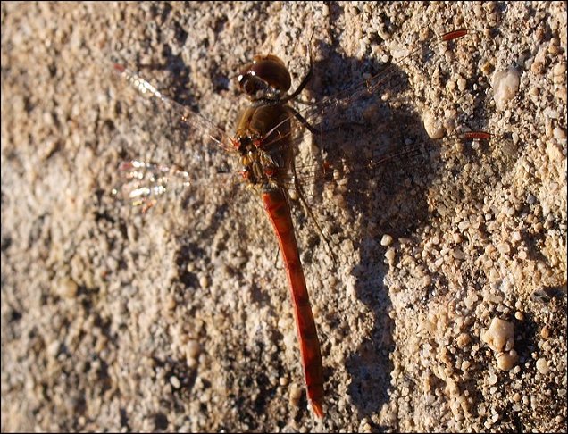 Sympetrum sanguineum 4
