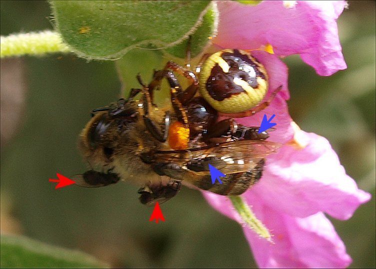 Synaema 6