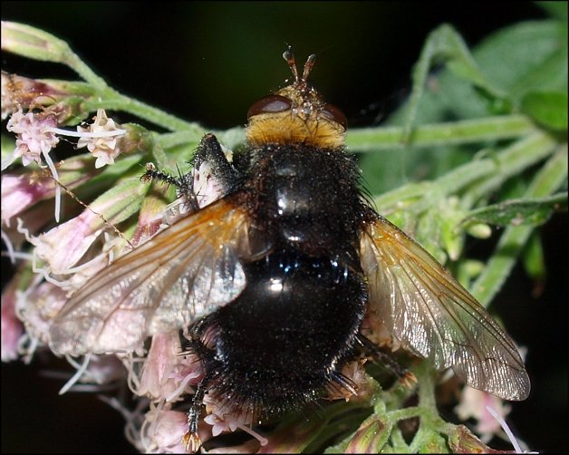 Tachina  grossa  1