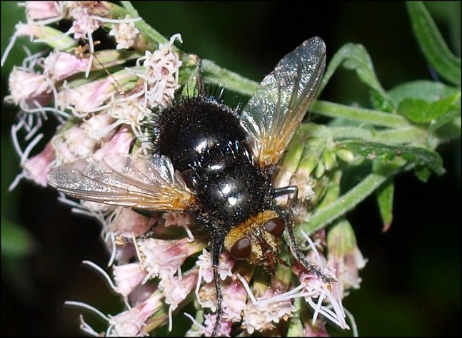 Tachina grossa 2