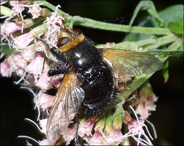 Tachina grossa 3
