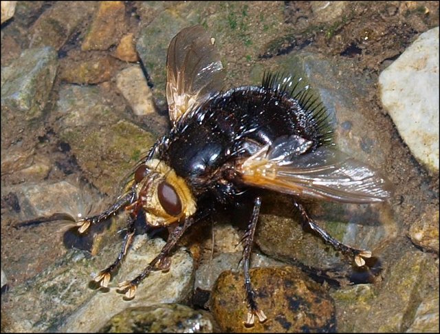 Tachina grossa 4