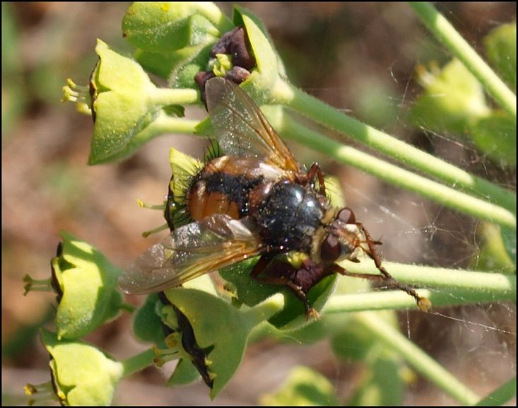 Tachina fera 1