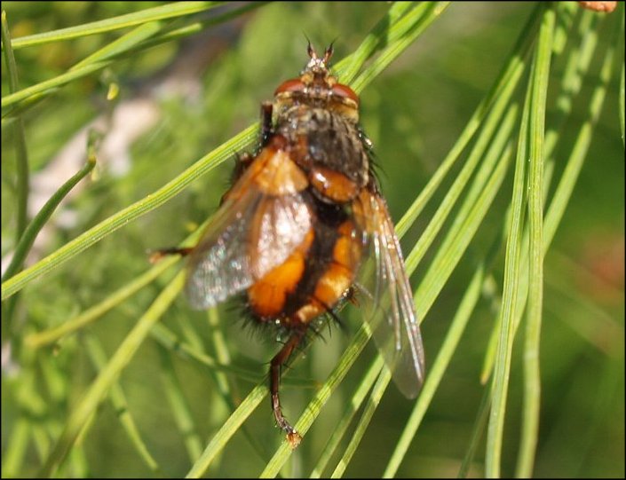Tachina fera 2