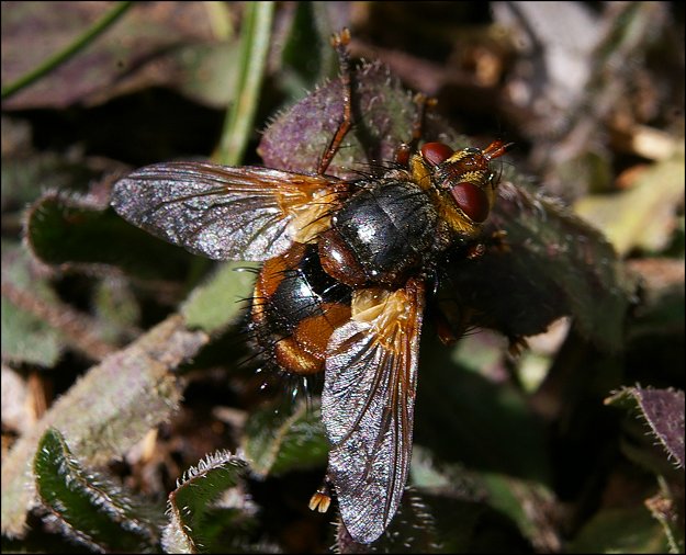 Tachina fera 3