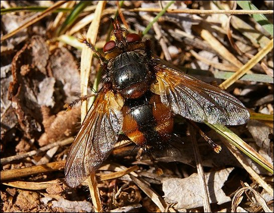 Tachina fera 4