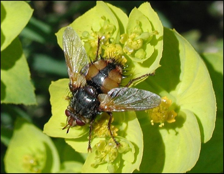 Tachina magni. 1