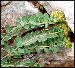 Telephium d' Imperato