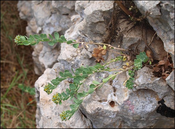 Telephium imperati 1