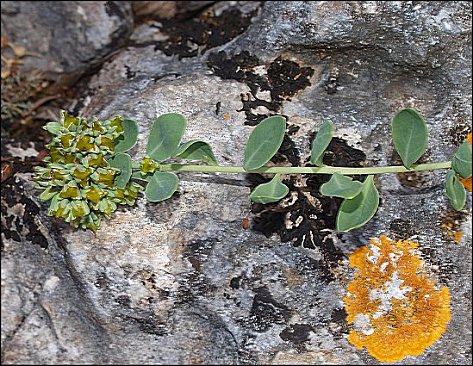 Telephium imperati 10