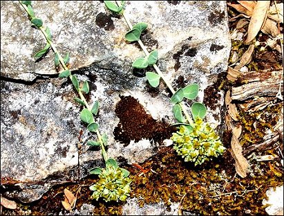 Telephium imperati 12