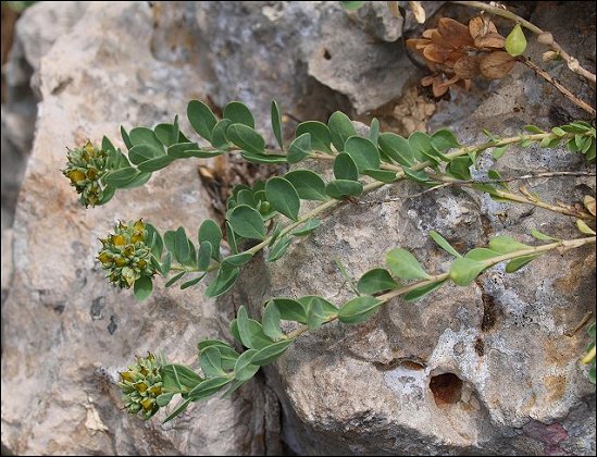 Telephium imperati 2