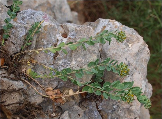 Telephium imperati 3