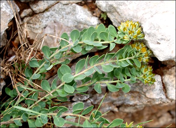 Telephium imperati 4