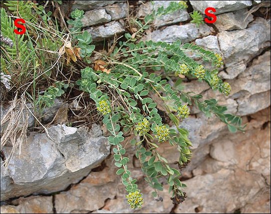 Telephium imperati 5