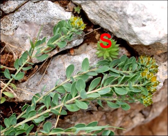 Telephium imperati 6