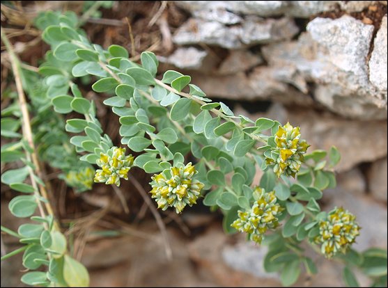 Telephium imperati 7