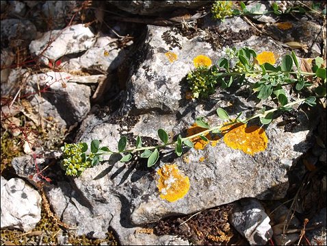 Telephium imperati 8