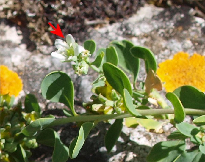 Telephium imperati 9