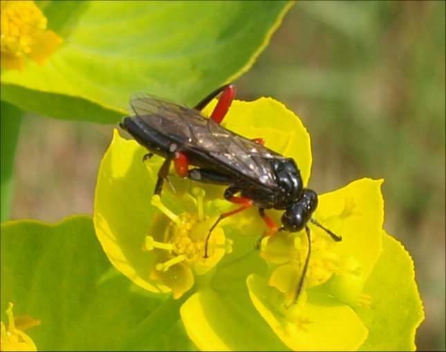 Tenthredo atra 1