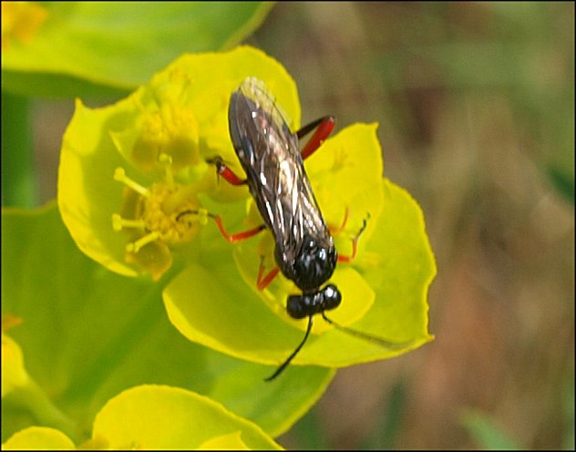Tenthredo atra 2