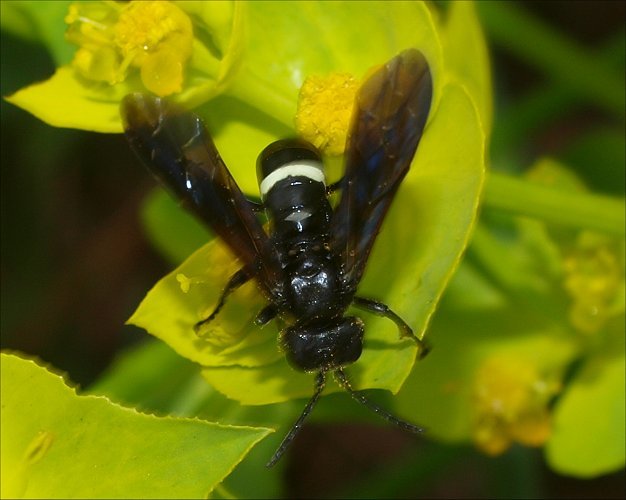 Tenthredo bifasciata 1