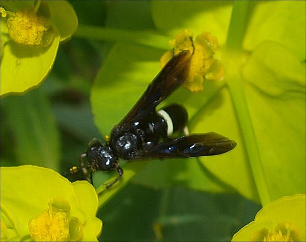 Tenthredo bifasciata 2