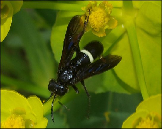 Tenthredo bifasciata 3