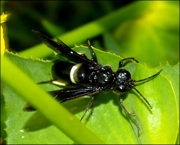 Tenthredo bifasciata 4