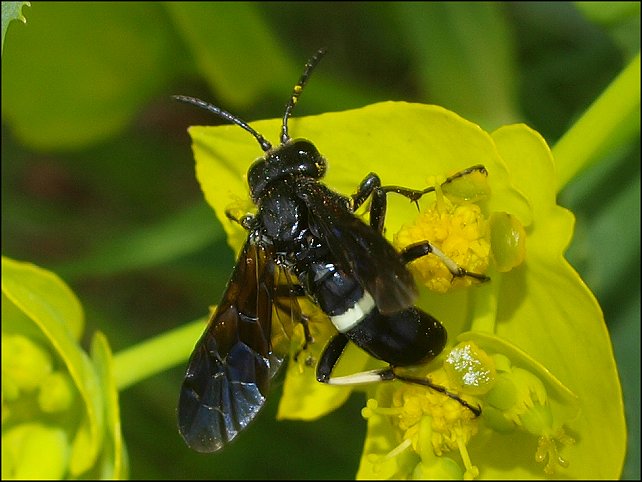 Tenthredo bkifasciata 6