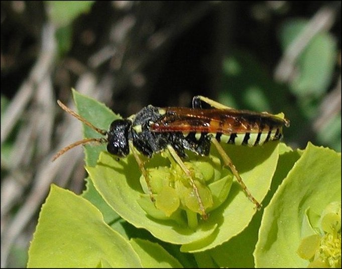 Tenthredo scrophul. 1