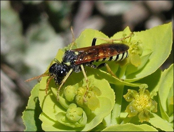 Tenthredo scrophul. 2