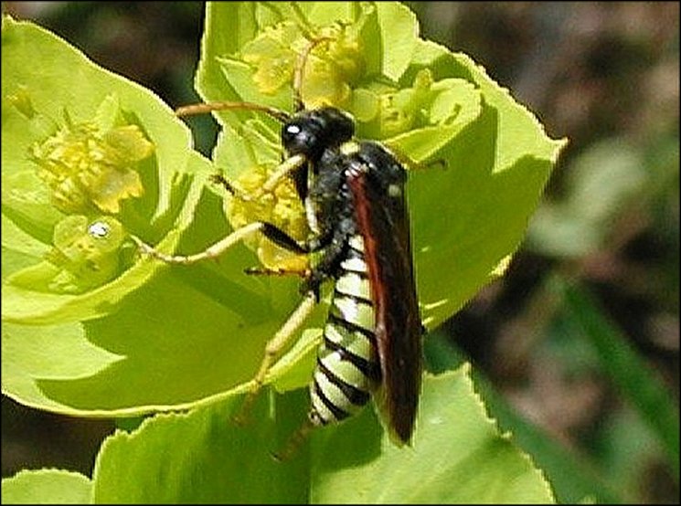 Tenthredo scrophul. 3
