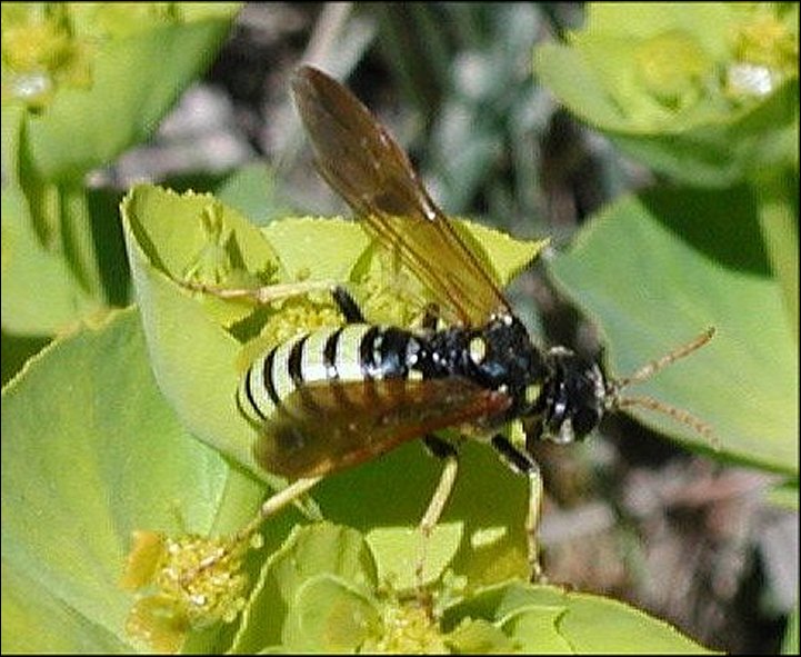 Tenthredo scrophul. 4