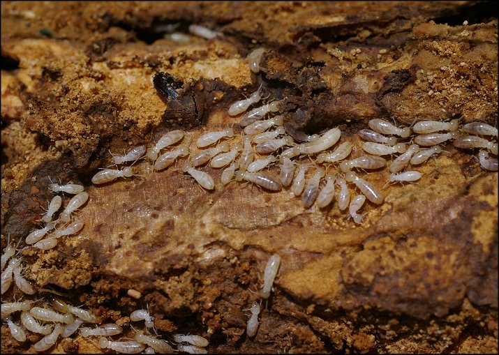 Termites 1