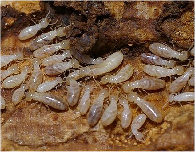 Termites 4