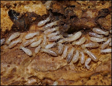 Termites