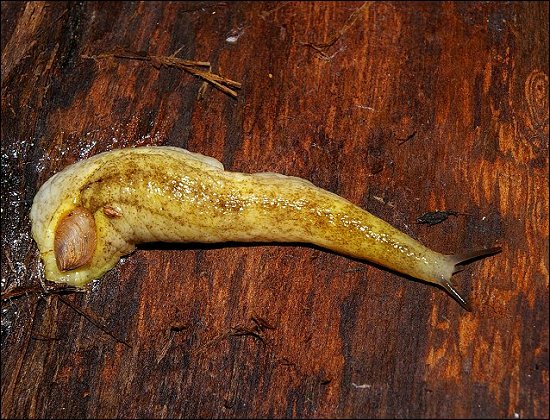 Testacella haliotidea a