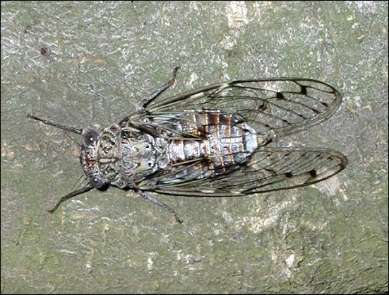 Tettigia orni 1