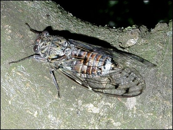 Tettigia orni 2