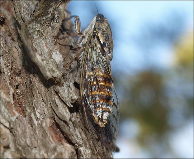 Tettigia orni 3