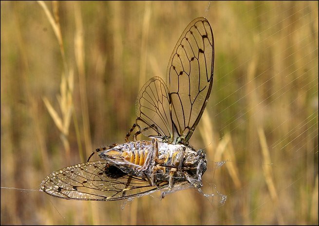 Tettigia orni 4