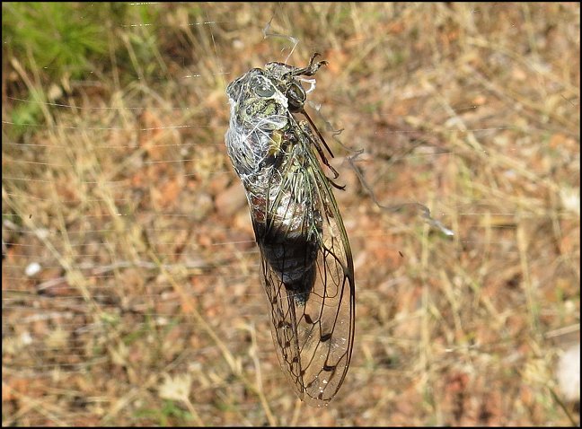 Tettigia orni 5