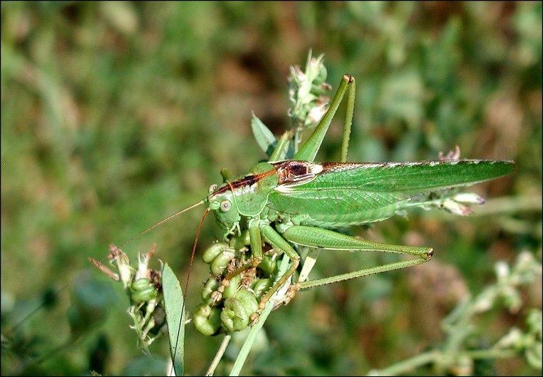 Tettigonia viridissima 1