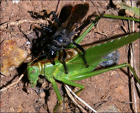 Tettigonia viridissima 10