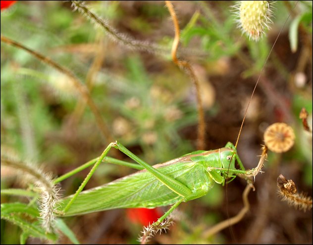 Tettigonia viridissima 2