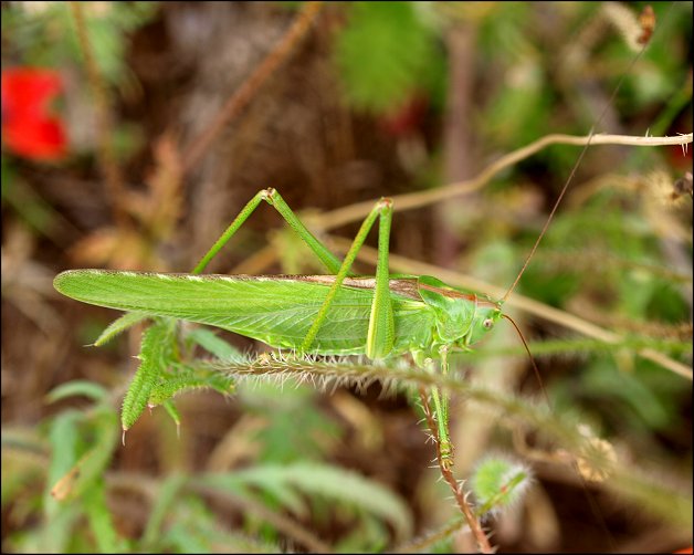 Tettigonia viridissima 3