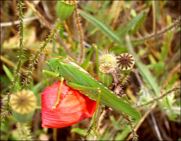 Tettigonia viridissima 4