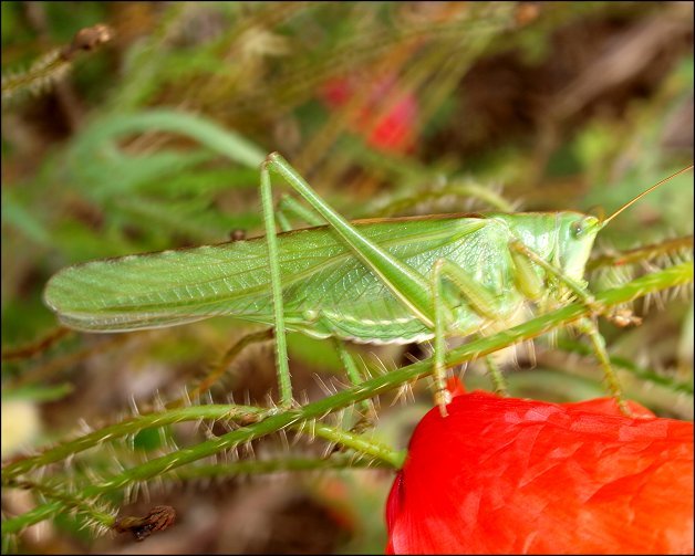 Tettigonia viridissima 5