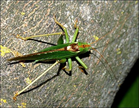 Tettigonia viridissima 6